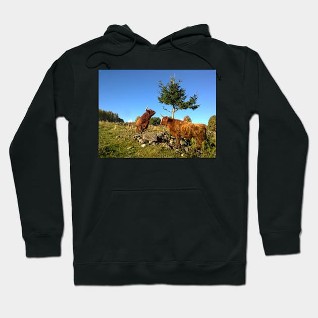 Scottish Highland Cattle Cows 1000 Hoodie by SaarelaHighland